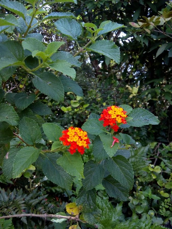 Flor Do Leste Florianópolis Zewnętrze zdjęcie
